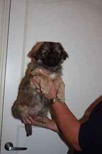 Tibetansk spaniel valper tilsalgs.