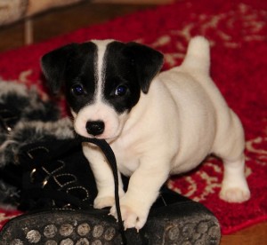 Jack Russell Terrier valper