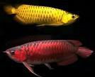 varieties of Arowana Fishes for sale.