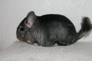 Norsk Champion chinchilla tilsalgs.