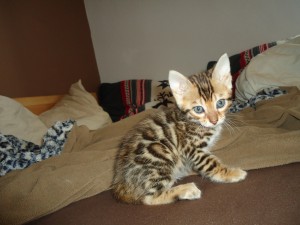 Søt Bengal kattunger for adopsjon