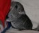 Norsk Champion chinchilla tilsalgs.